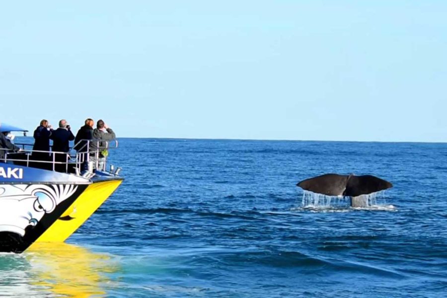kaikoura whale watching guided tours south island new zealand