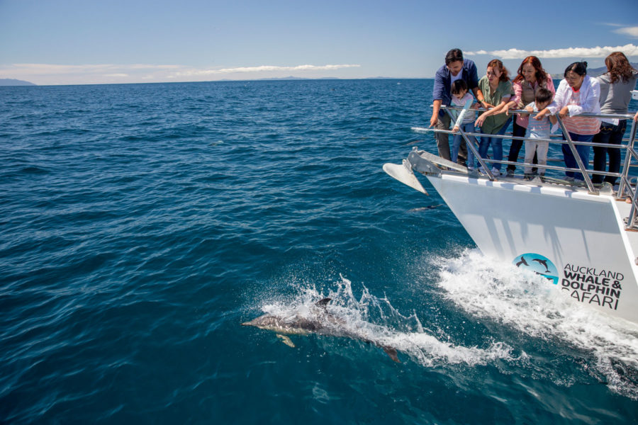 Auckland Whale and Dolphin Safari, North Island guided tours New Zealand