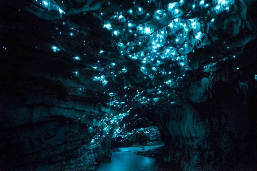 waitomo glowworm caves North Island itinerary