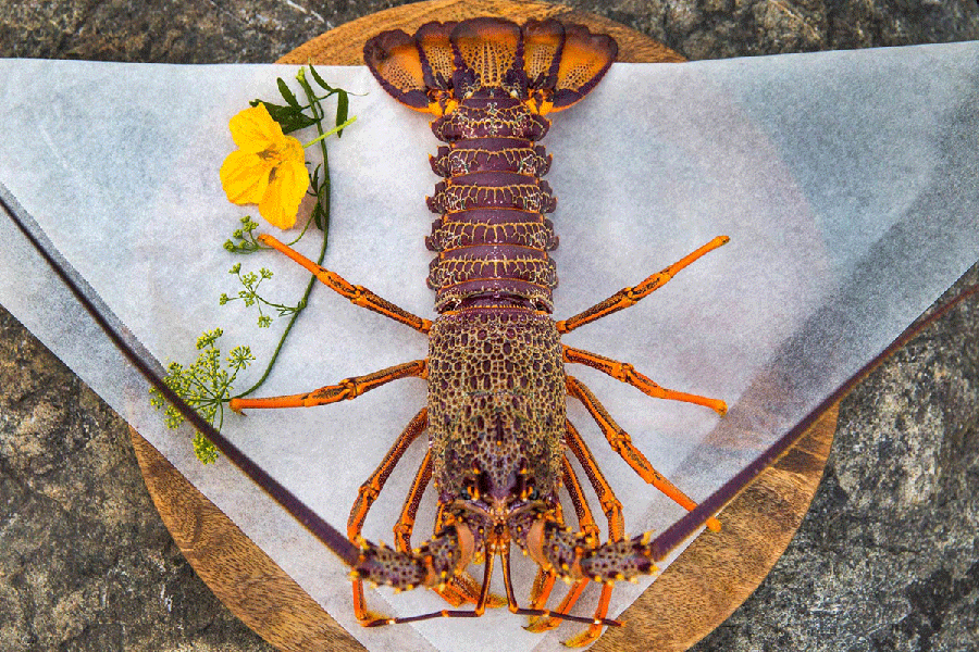 Crayfish at Hapuku Lodge and Restaurant Kaikoura New Zealand food and wine